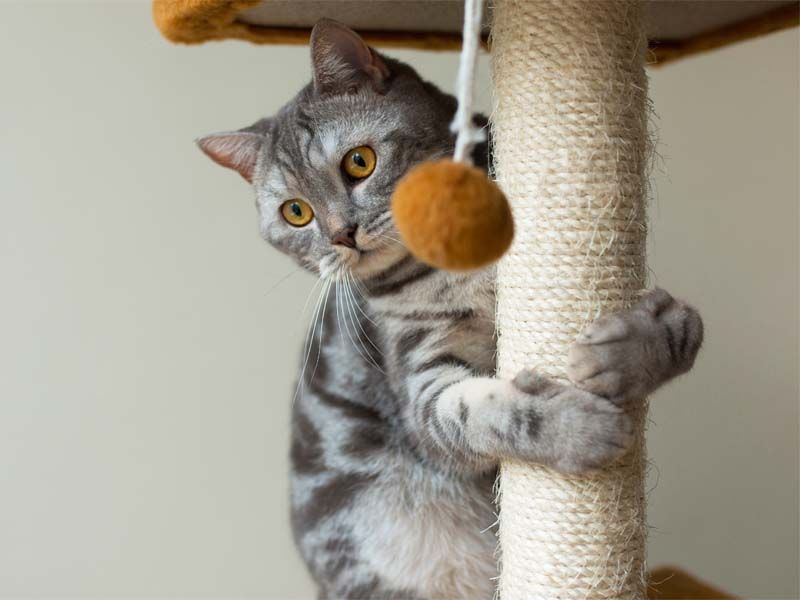 Forgetting To Cat-Proof Your Home
