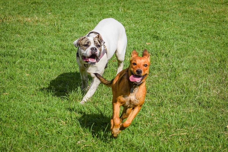 Reduced Destructive Behavior