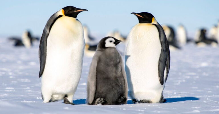 In Honor Of World Penguin Day: 15 Times Penguins Were The True Stars Of The Animal Kingdom