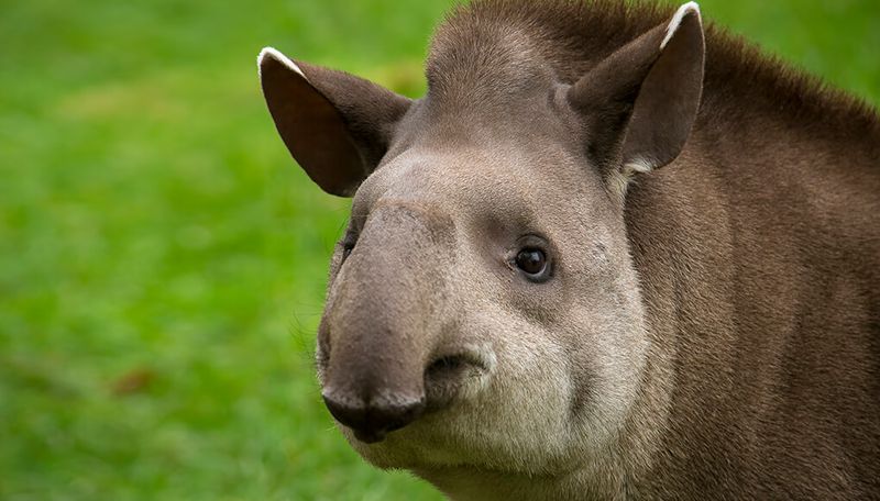 Snorkel-Nosed Wonder