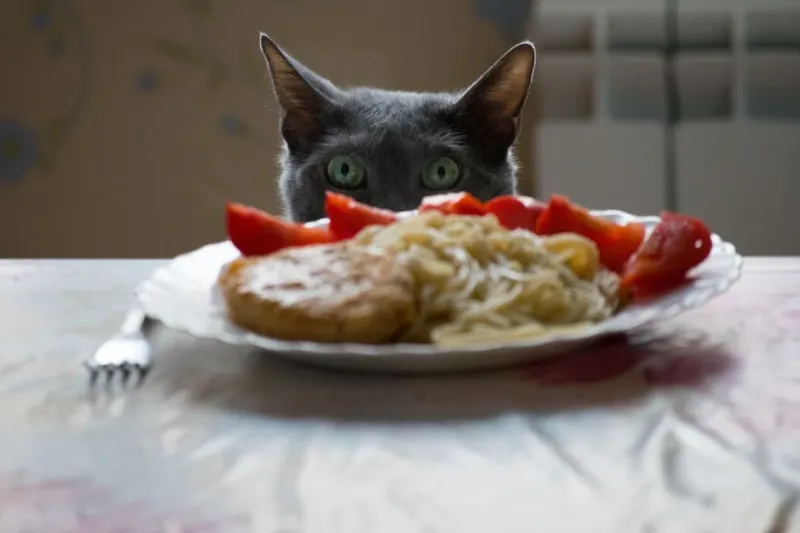 Feeding Inappropriate Diet