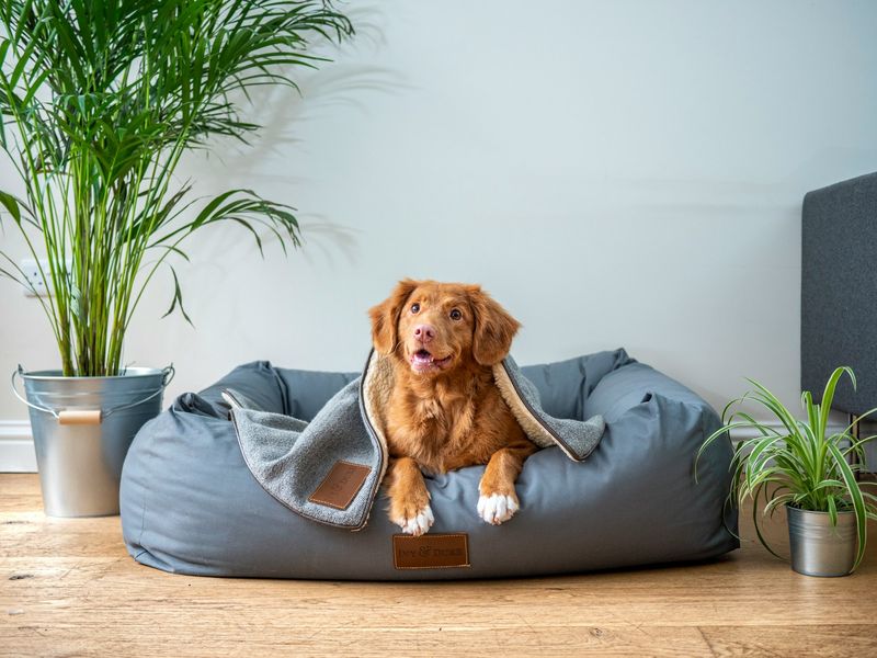 Overprotecting Your Pup