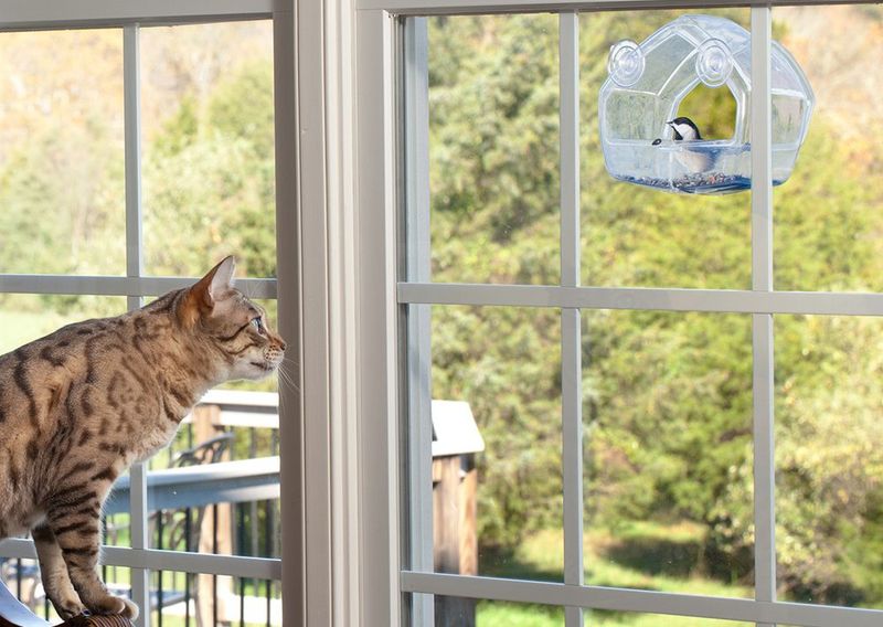 Set Up A Bird-Watching Station