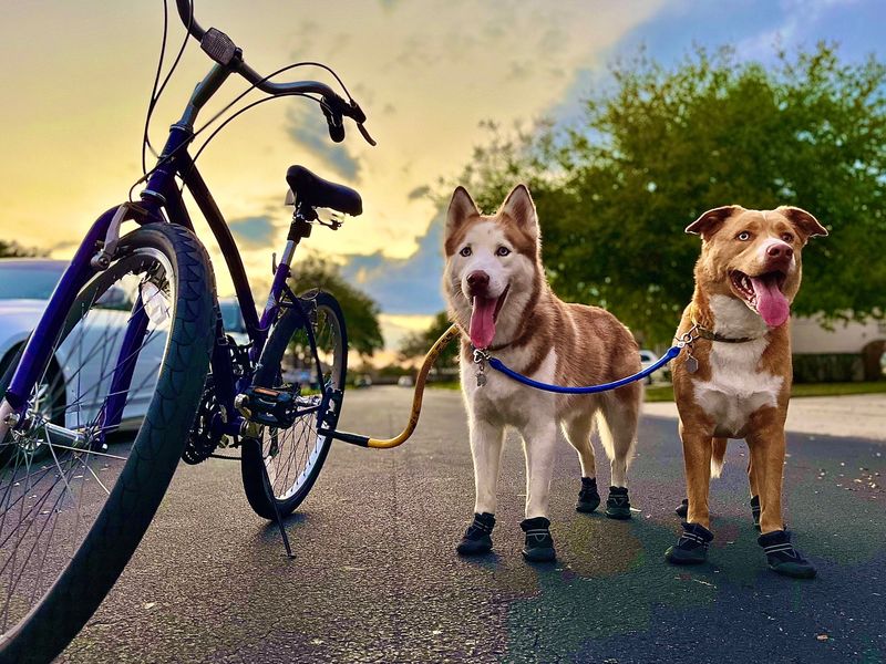 Two Dogs Are Easier Than One (Sometimes)