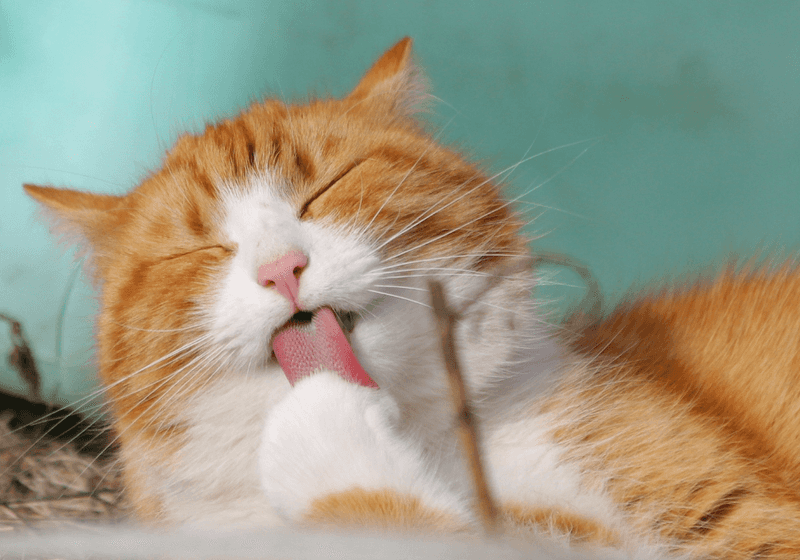 Overgrooming