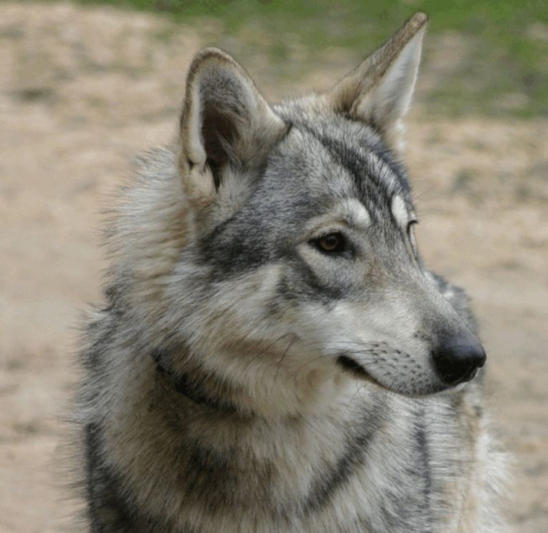 Why Hybrids Often Fail At Protection