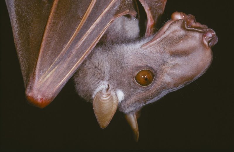Africa's Hammer-Headed Giant