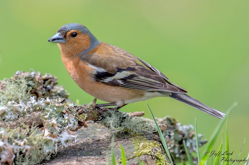 Common Chaffinch