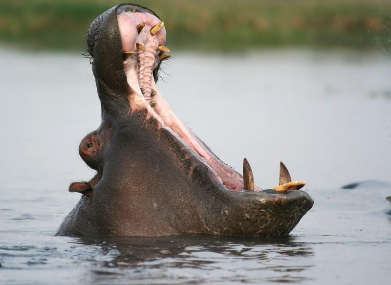 Hippopotamus