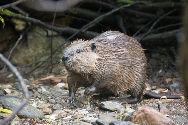 Rhode Island: Too Small For Wildlife Diversity