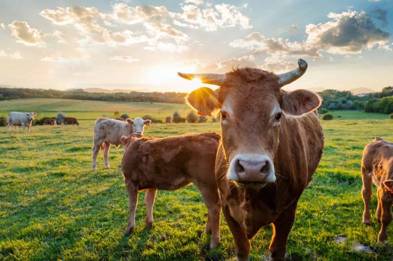 When Experiencing Environmental Stress