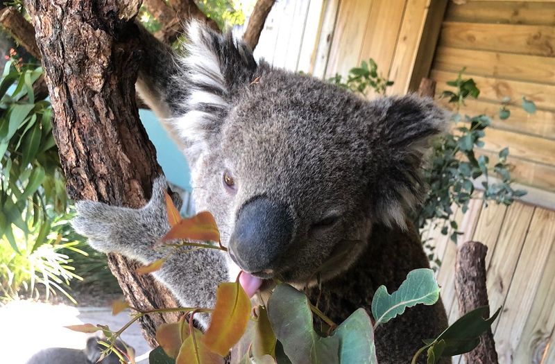 Eucalyptus Diversification Project