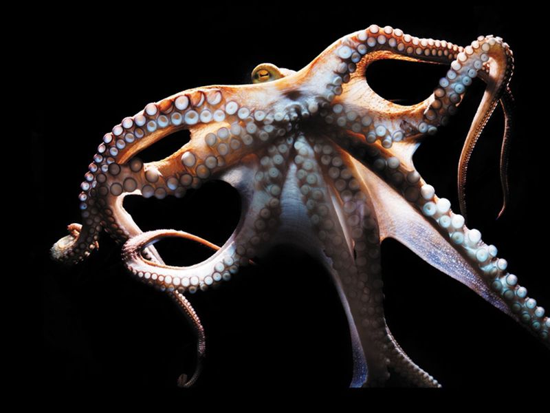 Flexible Body Structure
