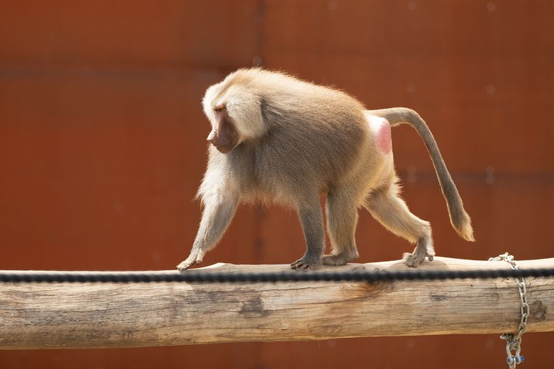 The Baboon And His Barrel