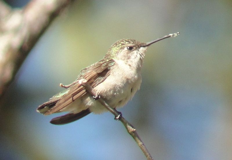 Species Identification Shortcuts