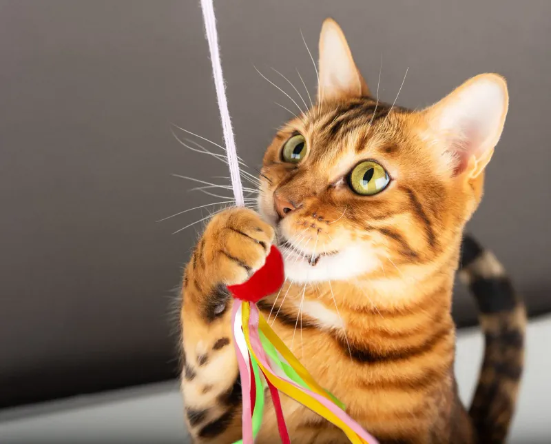 Embrace The Power Of Playtime