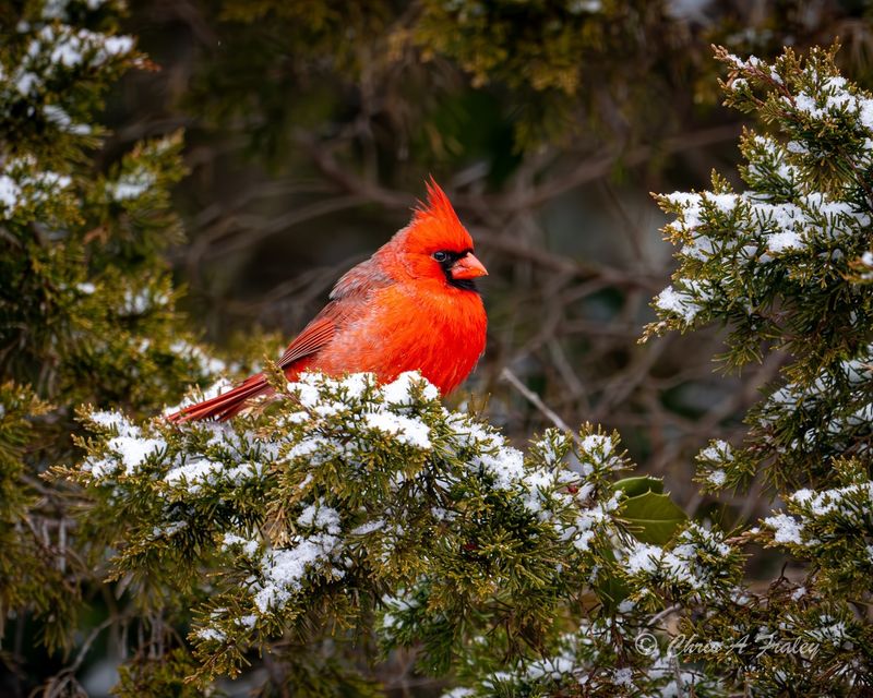 Advocate For Bird-Safe Buildings