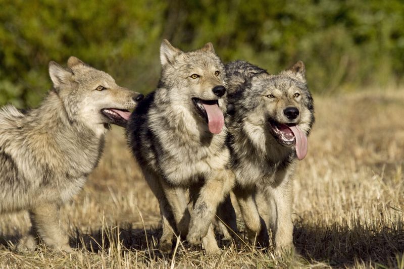 Playful Nature