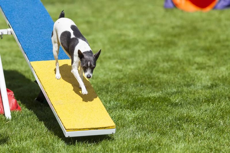 Agility Courses
