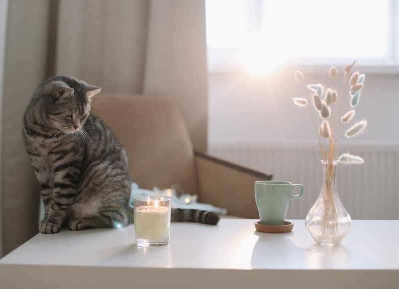 Aromatherapy For Cats