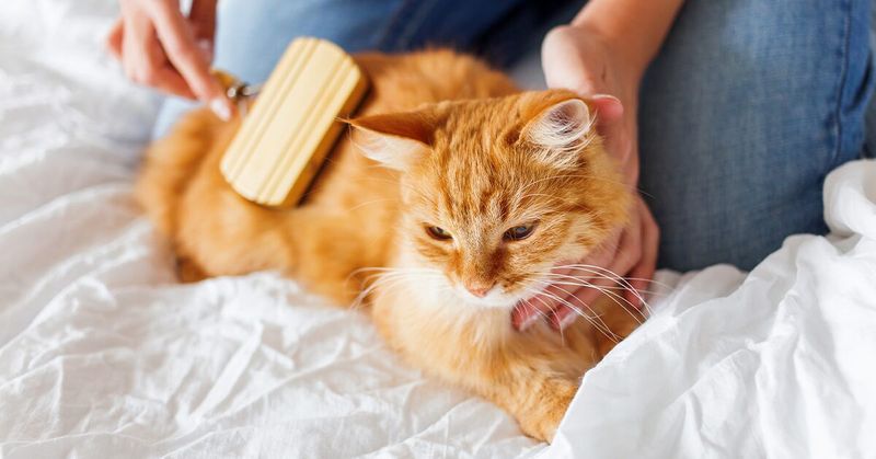 Gentle Grooming Sessions