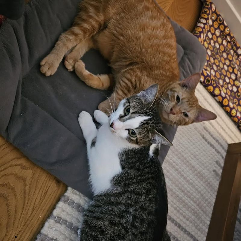 Introduction To Other Pets
