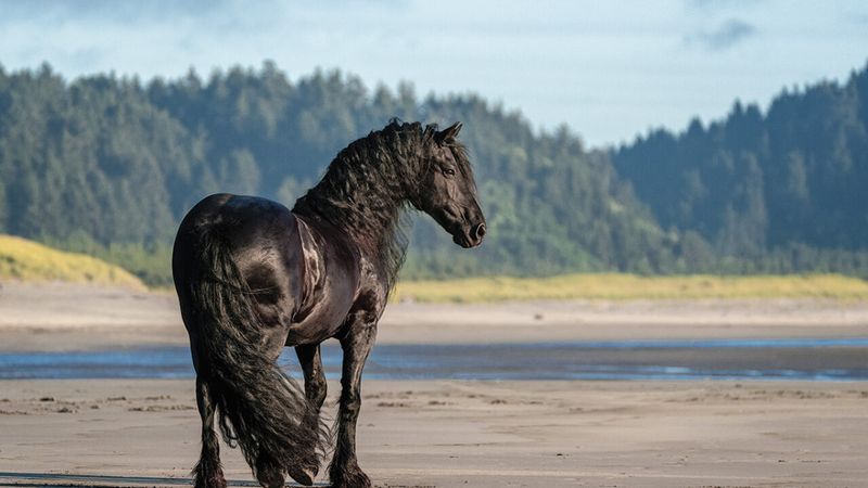 Friesian Horse