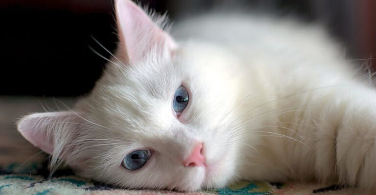 Is The Turkish Angora The Right Cat For You? 13 Things You Need To Know