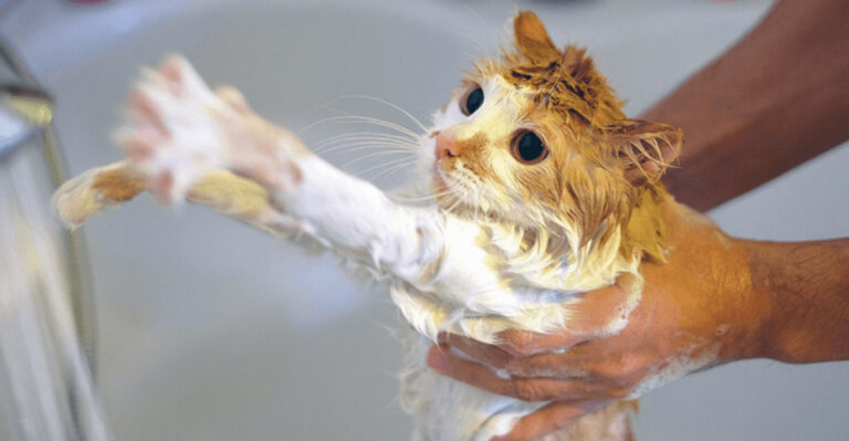 Is Your Cat’s Shampoo Poisonous? Here’s What You Should Know
