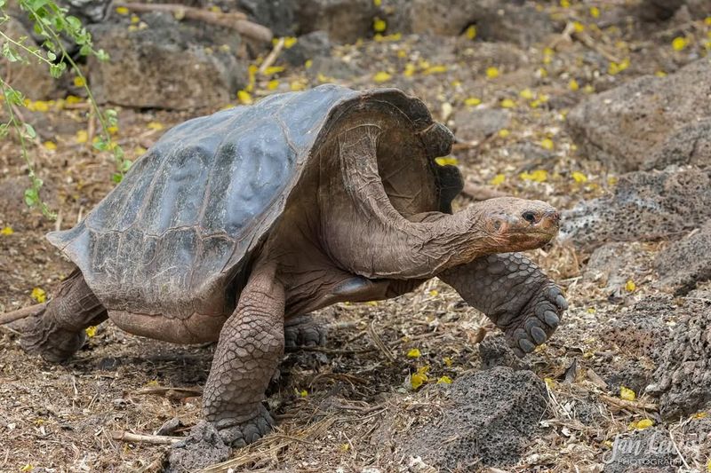 Conservation Efforts