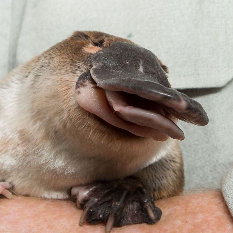 It Doesn’t Have Teeth
