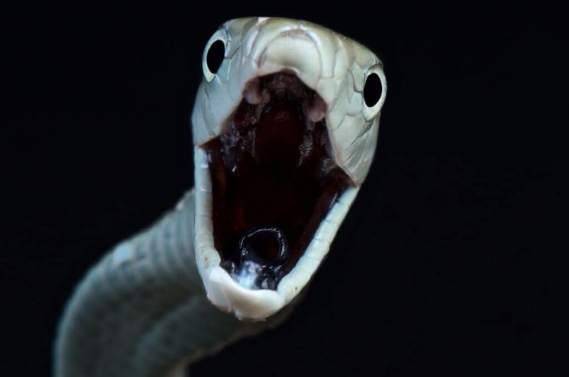 Highly Venomous