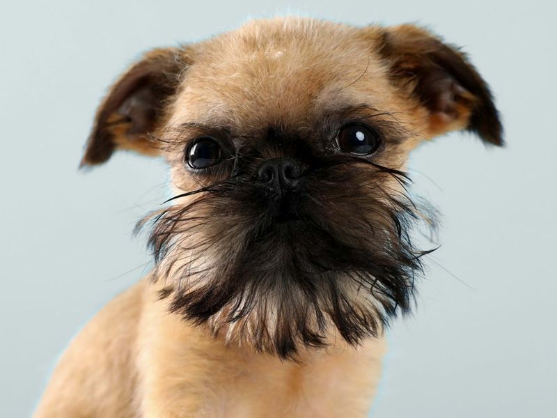 Brussels Griffon