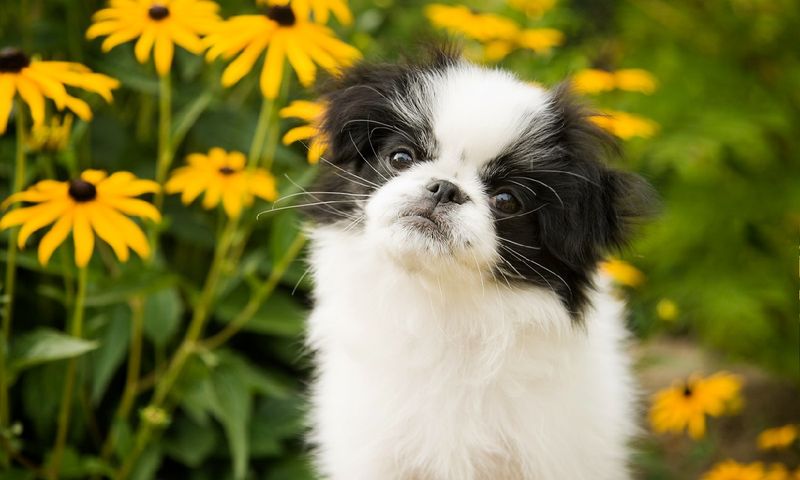 Japanese Chin