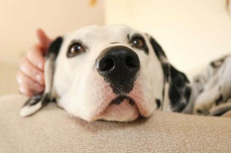 Dalmatian