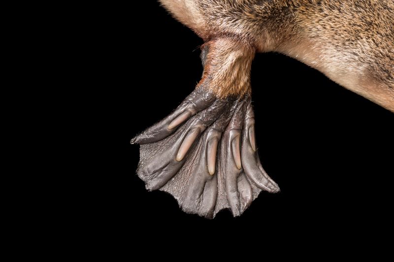 It Has Webbed Feet Like A Duck