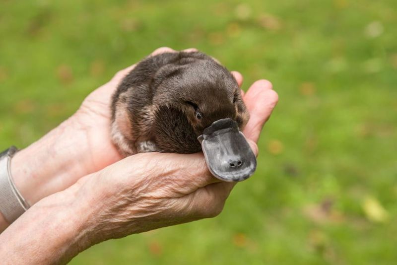 It Has A High Metabolism For Its Size
