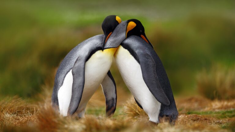 It’s World Penguin Day - Let’s Talk About Surprising Ways Penguins Show Love And Loyalty