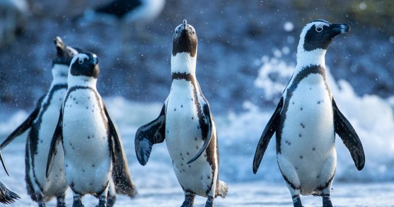 The Confident Waddle