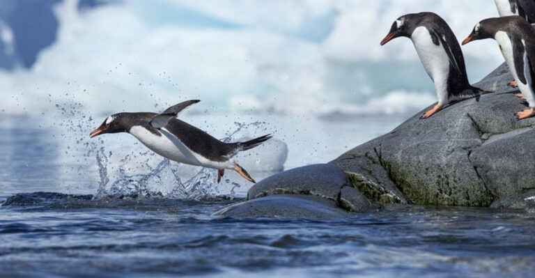 It’s World Penguin Day—Here’s What Penguins’ Waddles, Slides, And Dives Really Mean