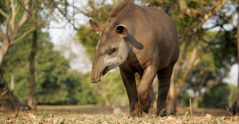 It’s World Tapir Day: Here’s How These Shy Creatures Avoid Predators In The Wild