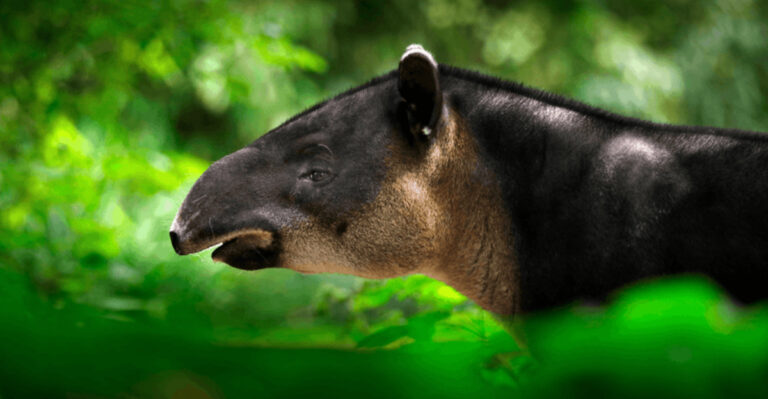 It’s World Tapir Day: Here’s Why These Ancient Mammals Are So Hard To Spot In The Wild