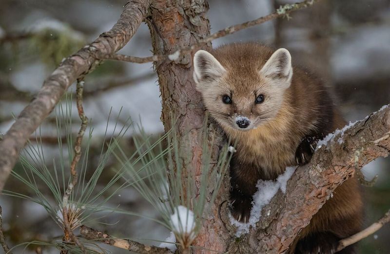American Marten