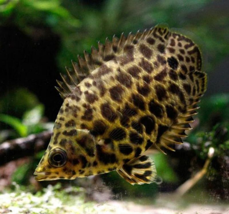 African Leaf Fish