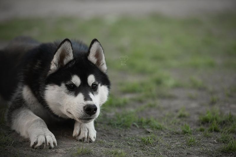 Siberian Husky