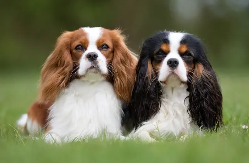 Cavalier King Charles Spaniel