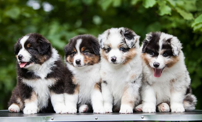Australian Shepherd