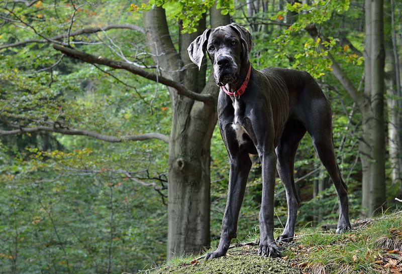 Great Dane