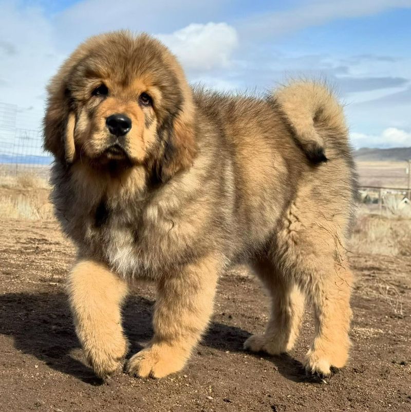 Tibetan Mastiff