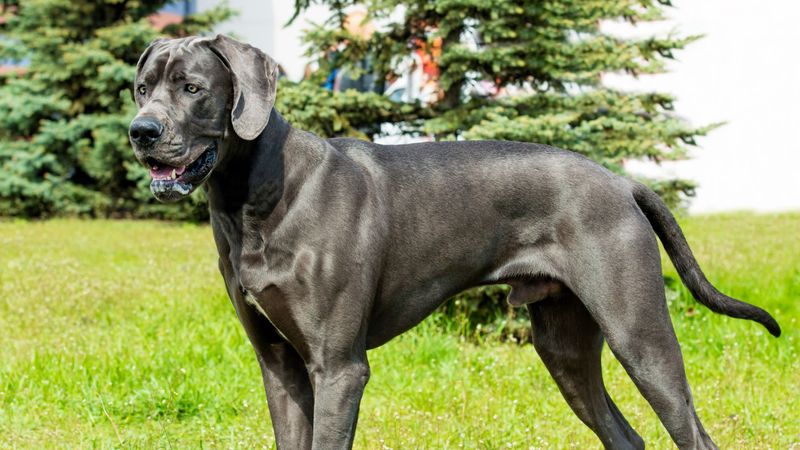 Great Dane